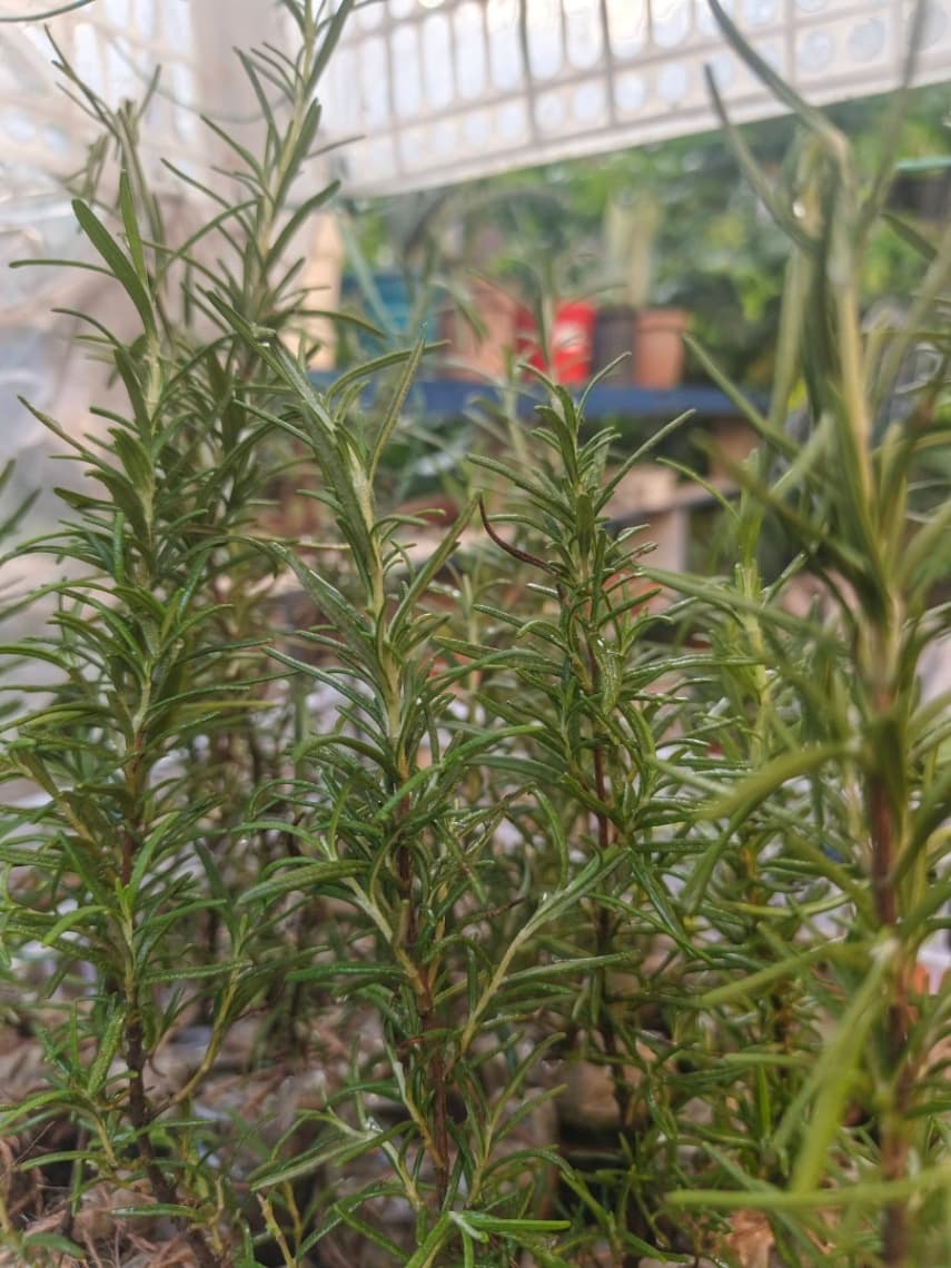 Rosemary tree