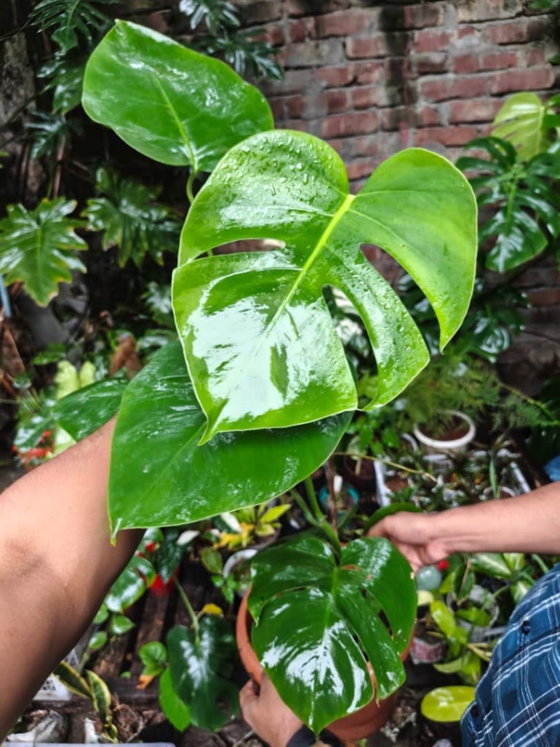 Monstera Borsigiana