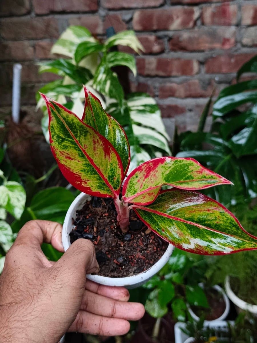 Lipstick Aglaonema