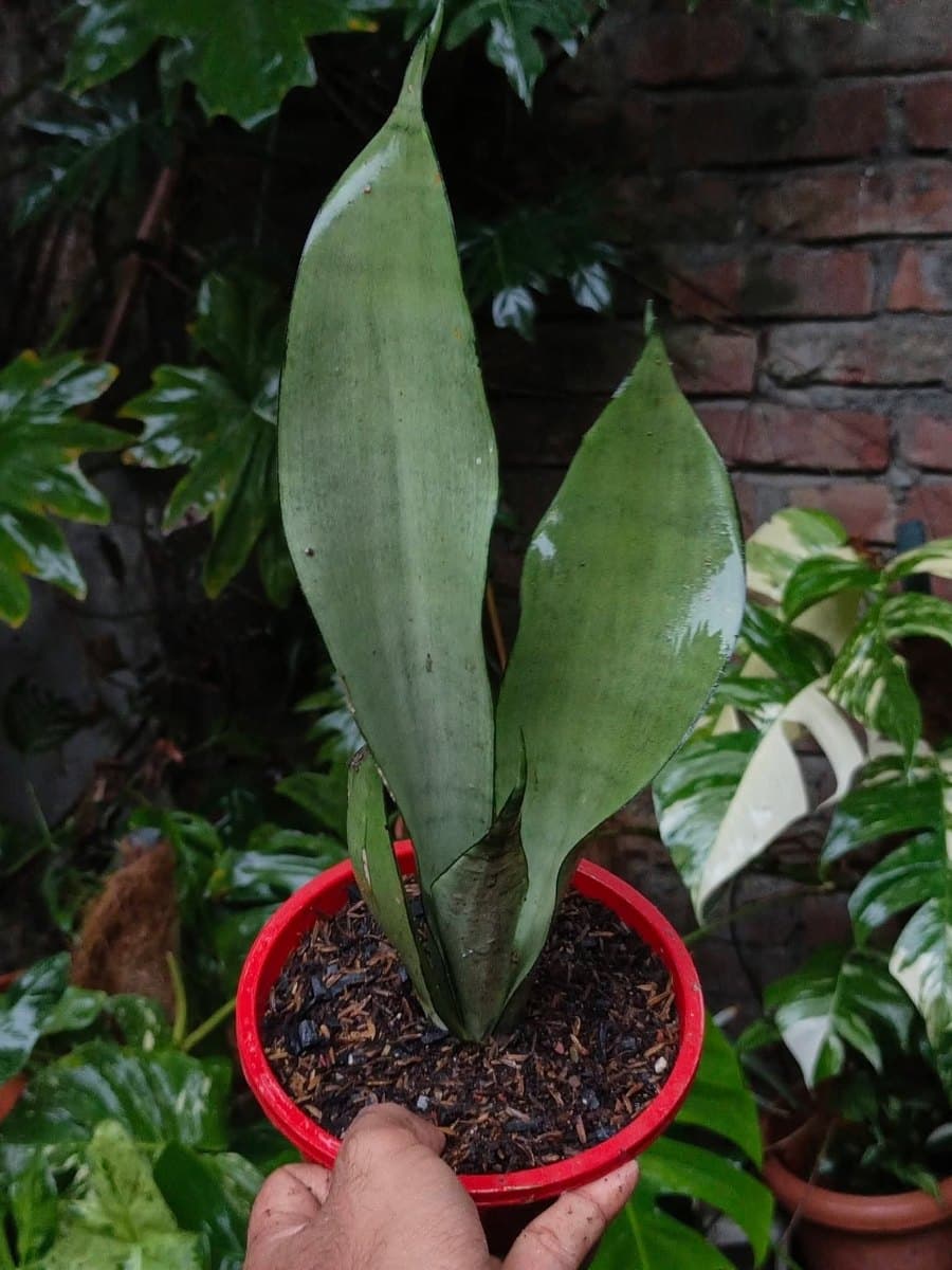Sansevieria Moonshine