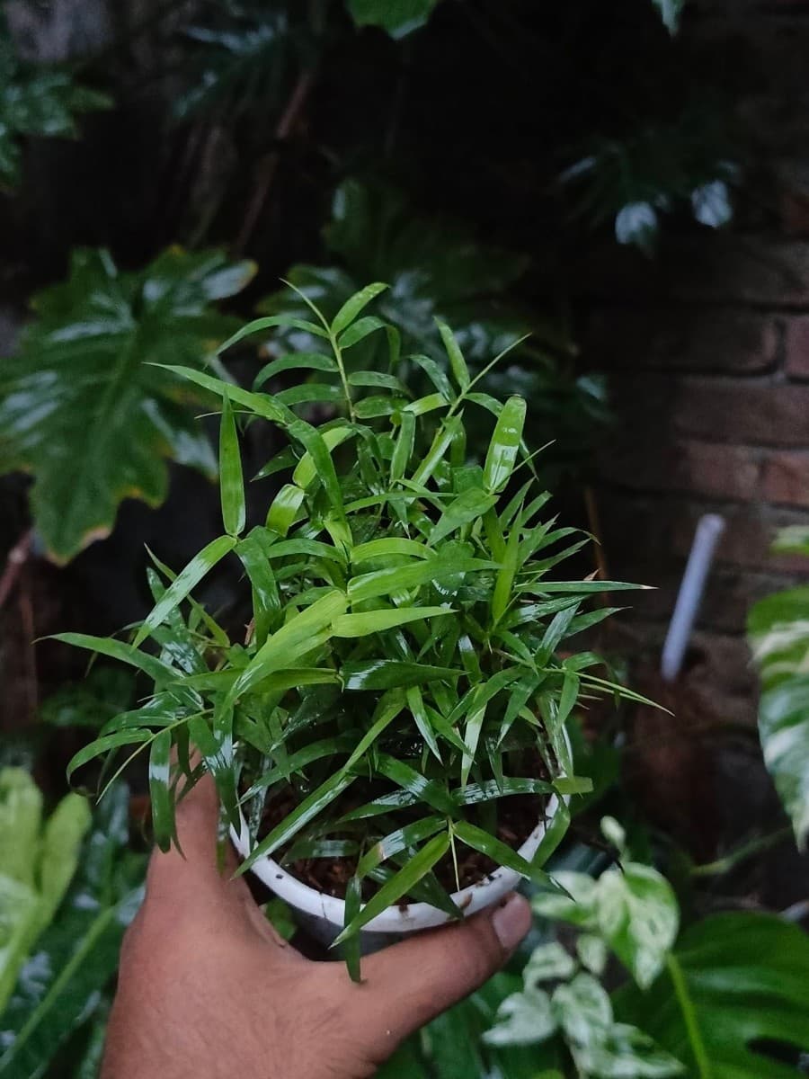 China Bamboo