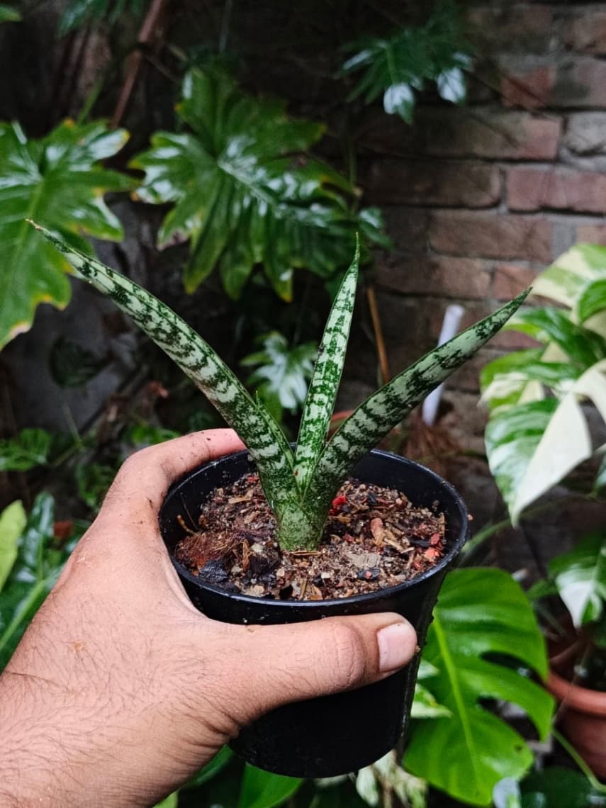 Sansevieria Crocodile Rock