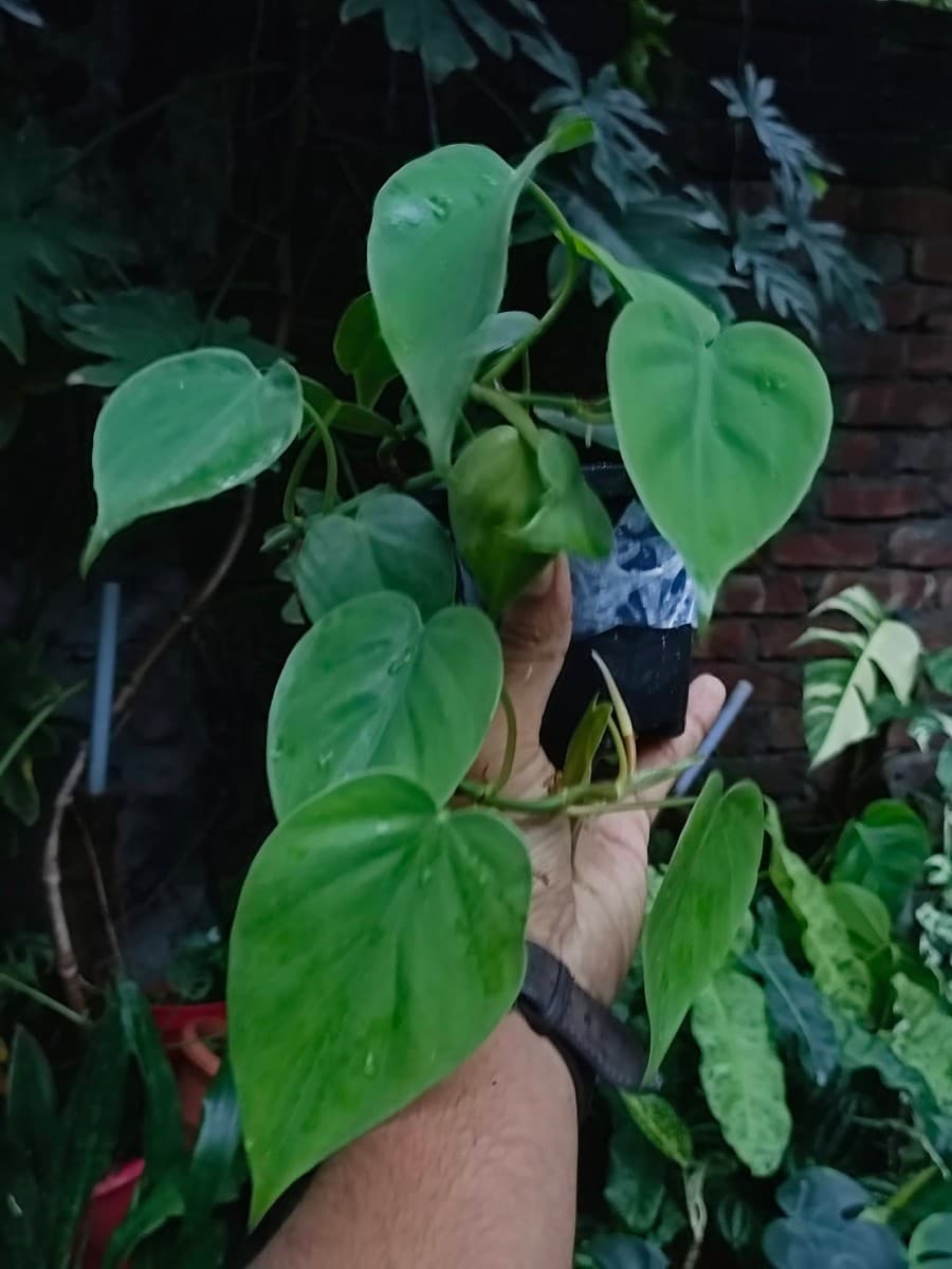 Philodendron Heart Leaf