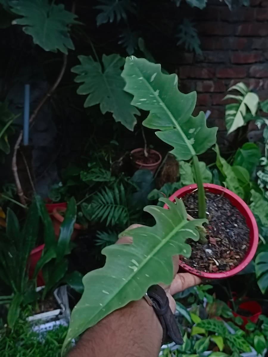 Philodendron Ring of Fire