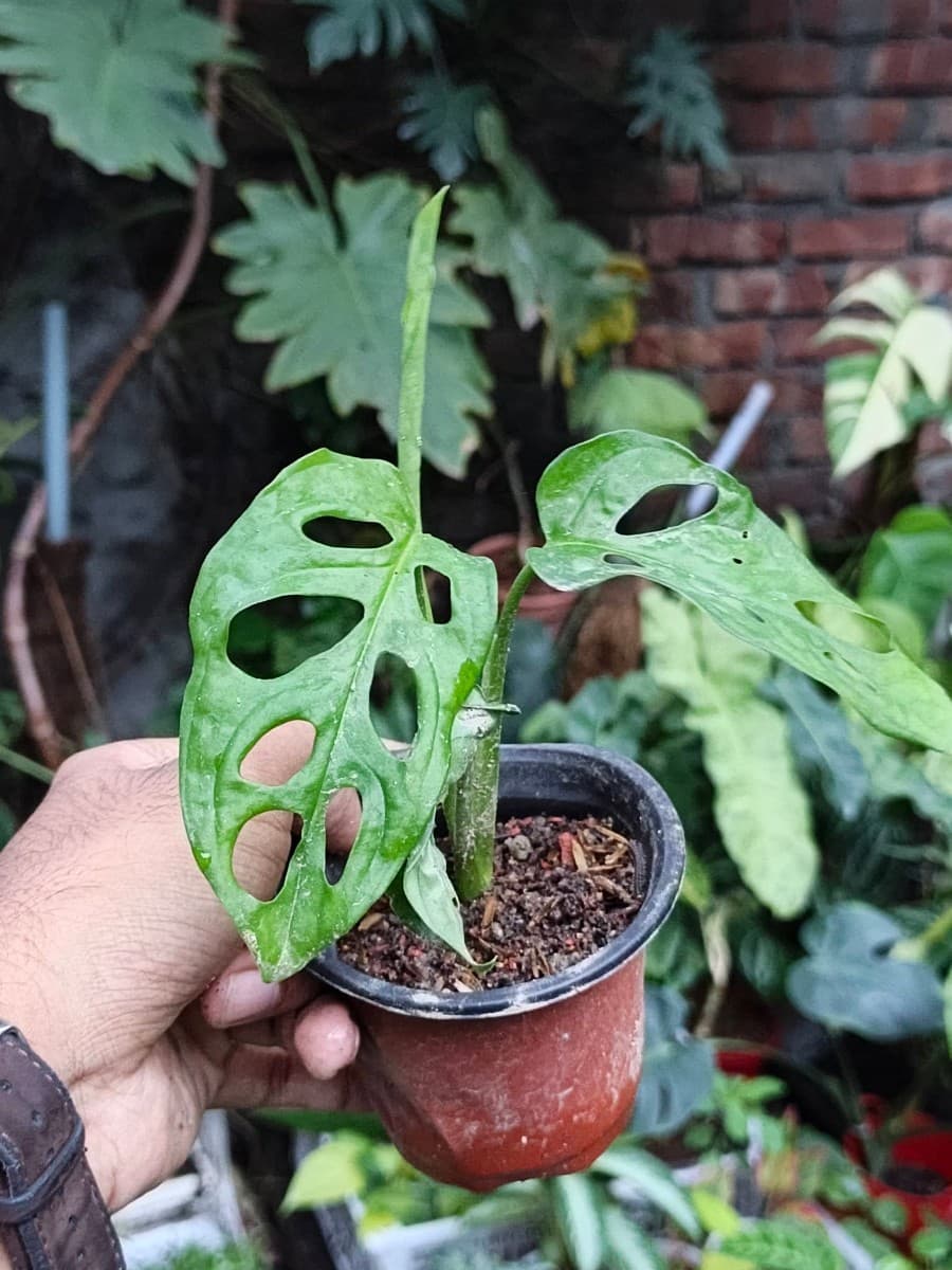 Monstera Adansonii (Swiss Cheese Plant)