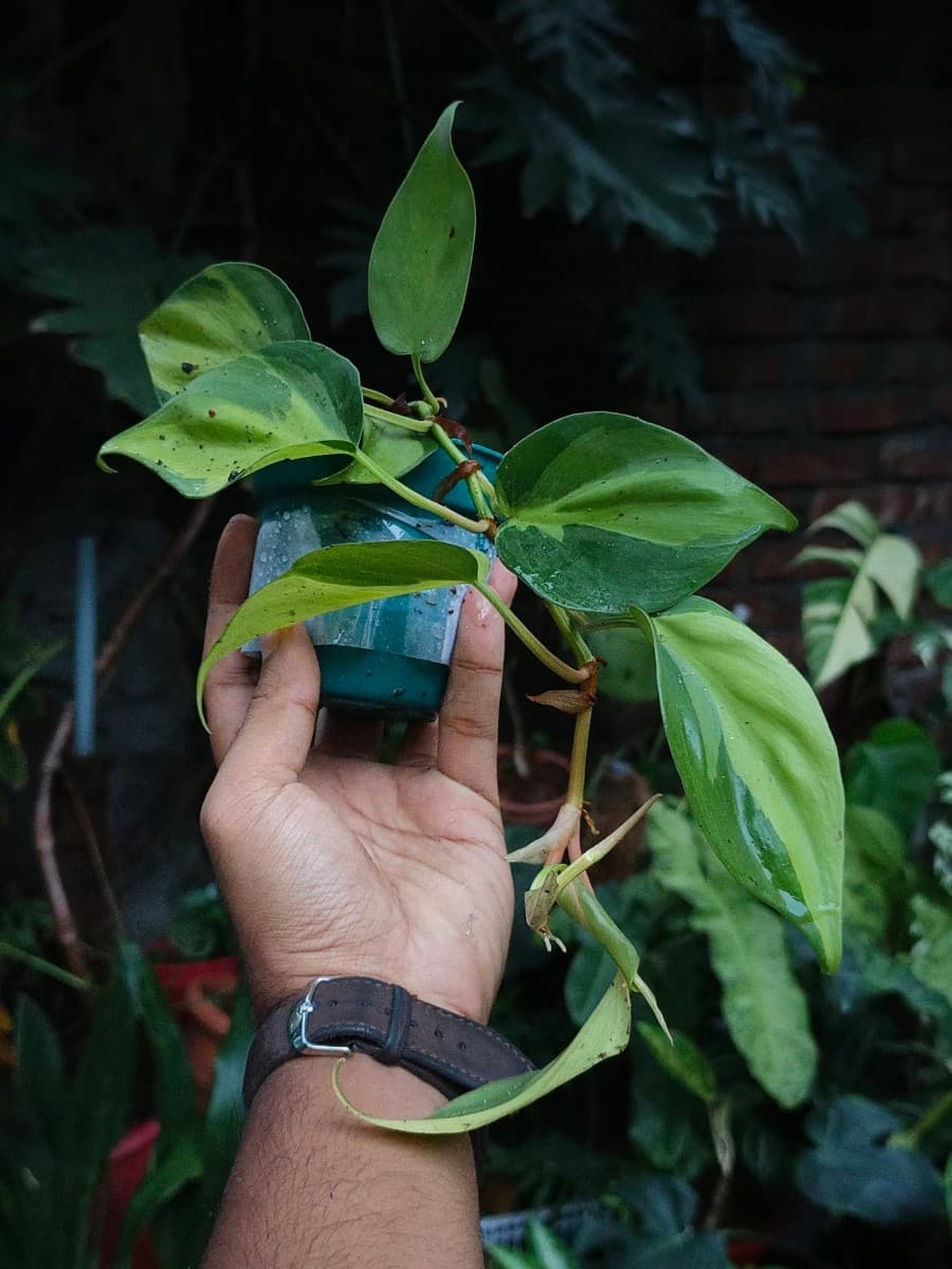Philodendron Brasil