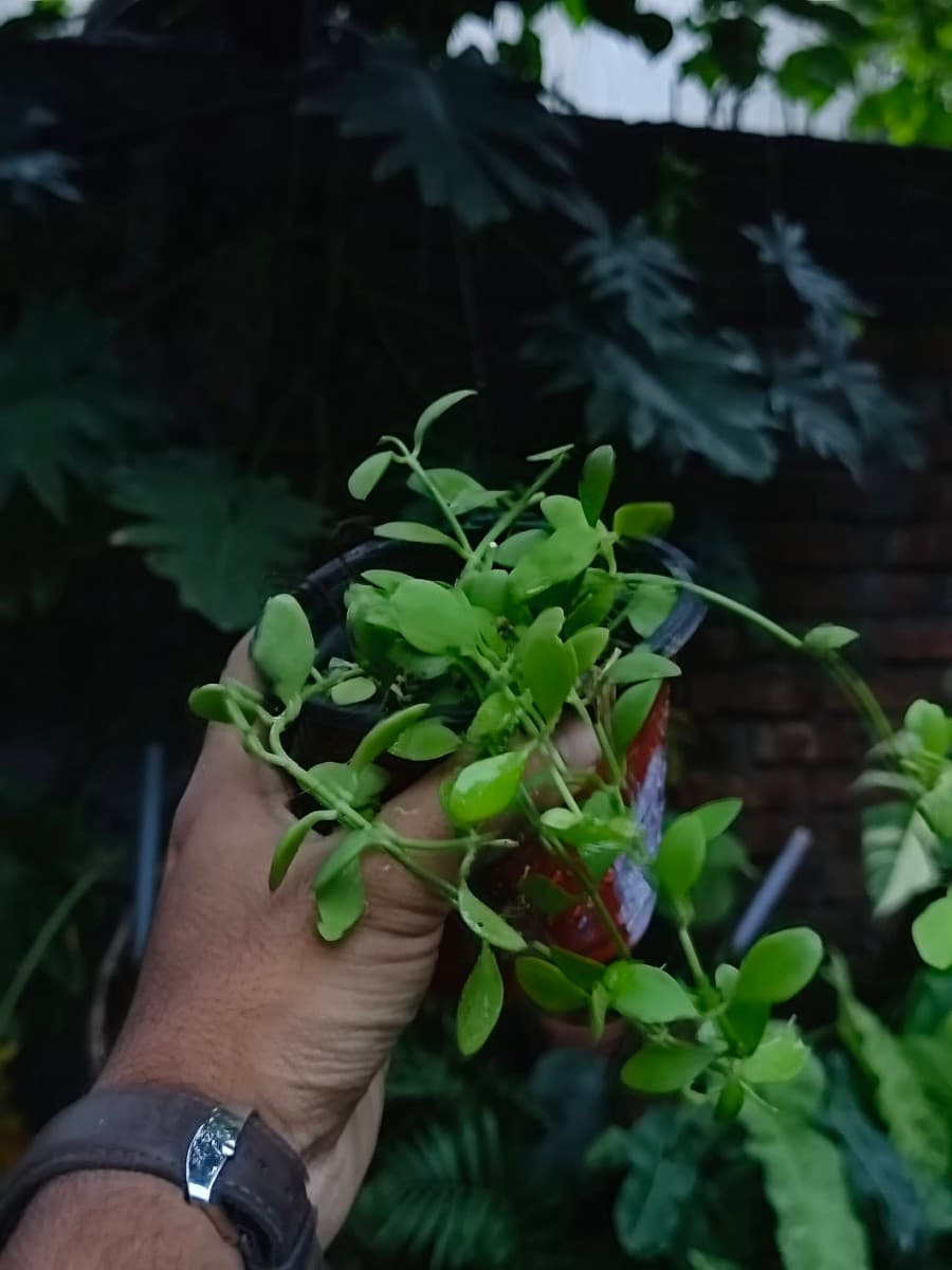 Dischidia / Green Leaf Trailing Plant