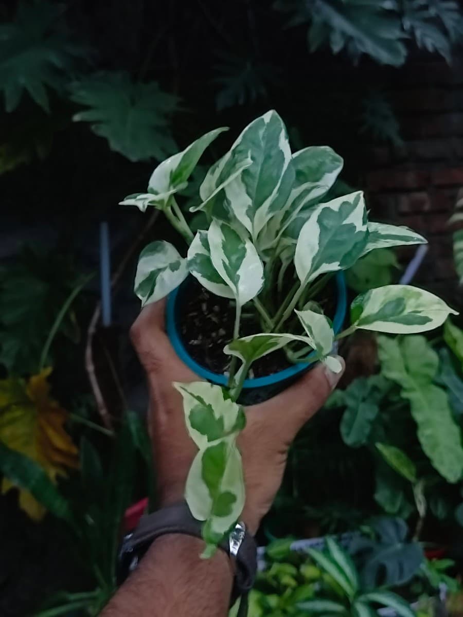 Epipremnum N'Joy (4" Tub Setup)