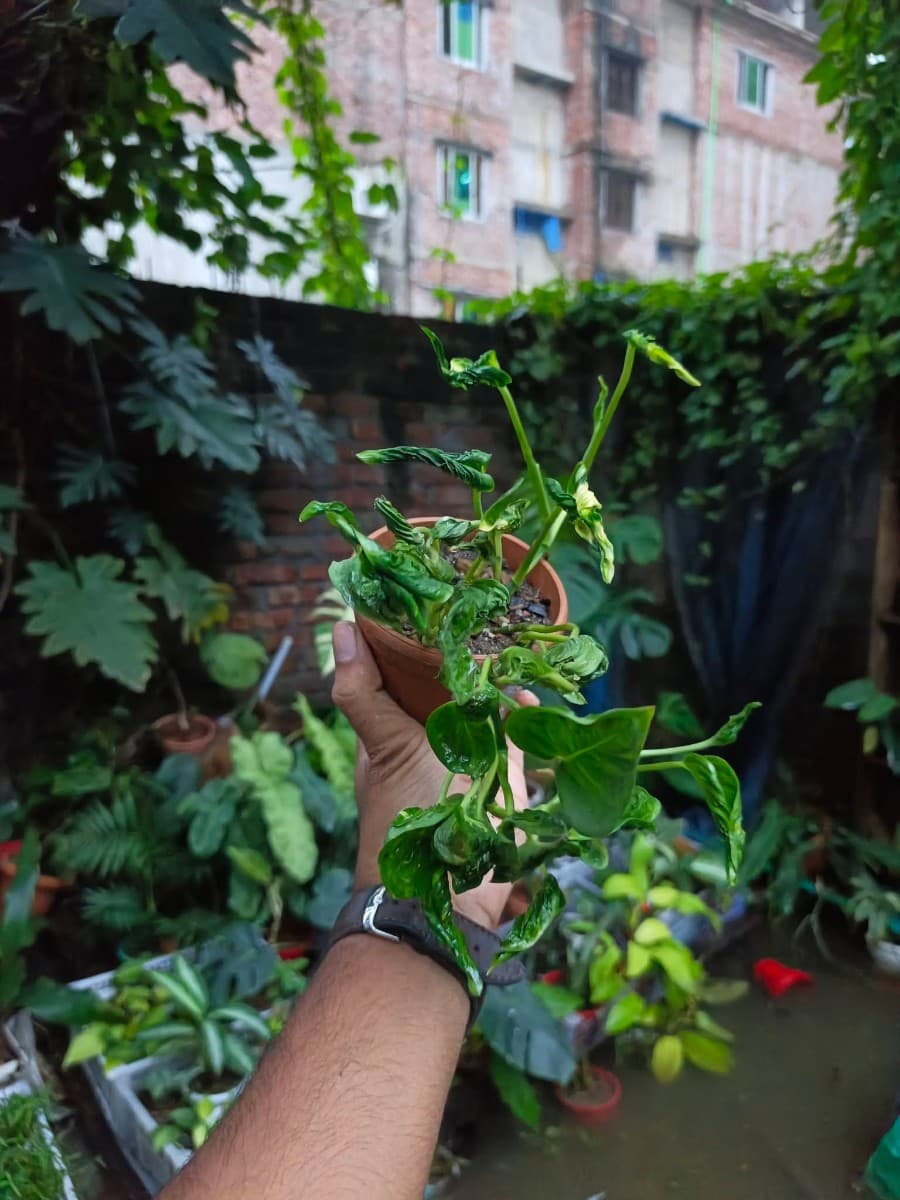 Sleeping Pothos (Godzilla Pothos)