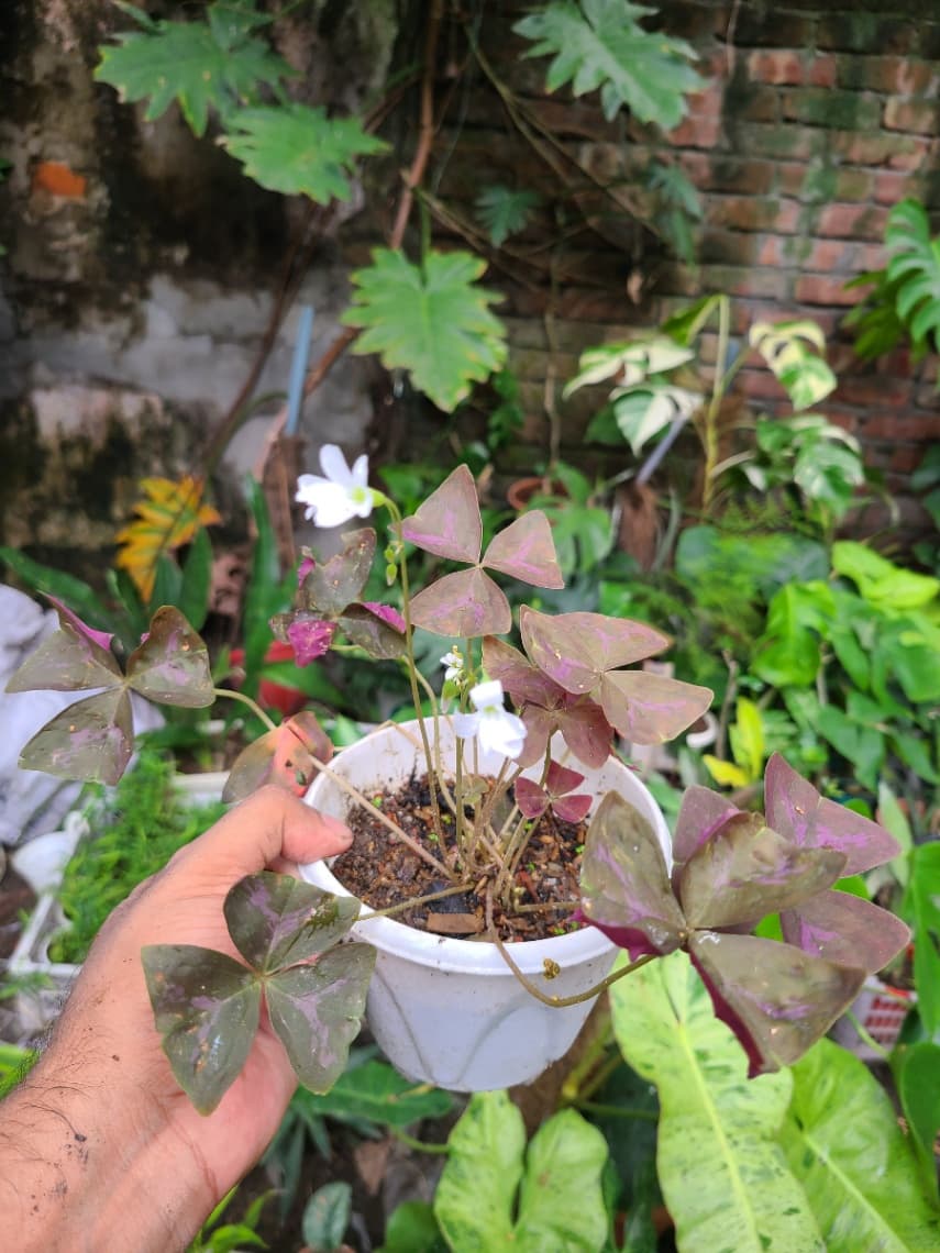 Purple Shamrock