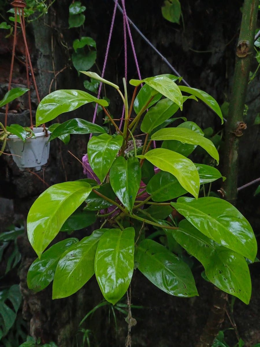 Philodendron Lemon Lime