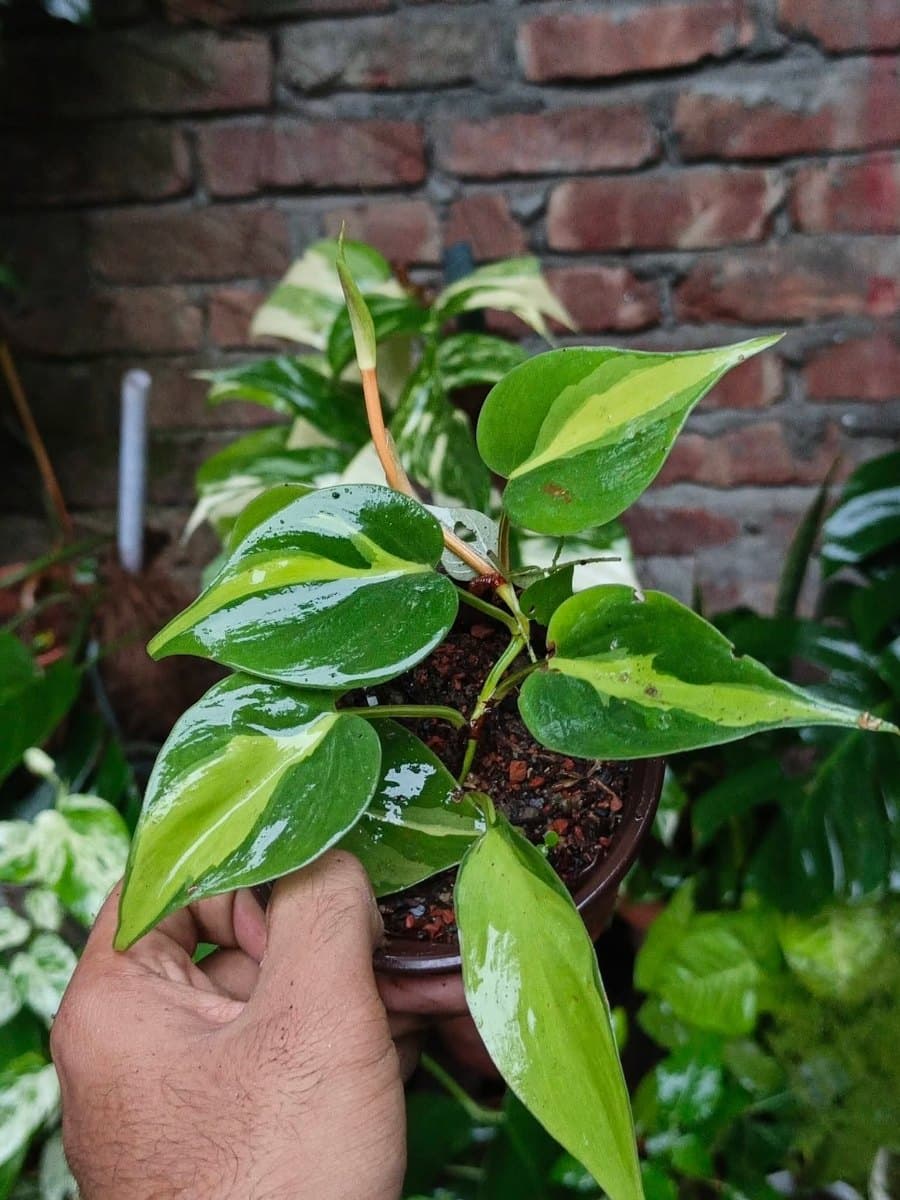 Philodendron Brasil